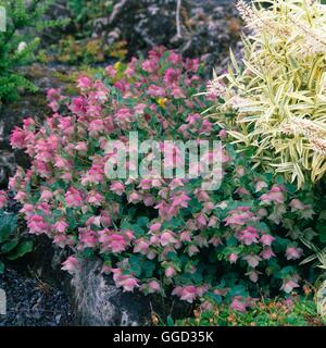 Origanum - `Kent Beauty'   ALP039072 Stock Photo
